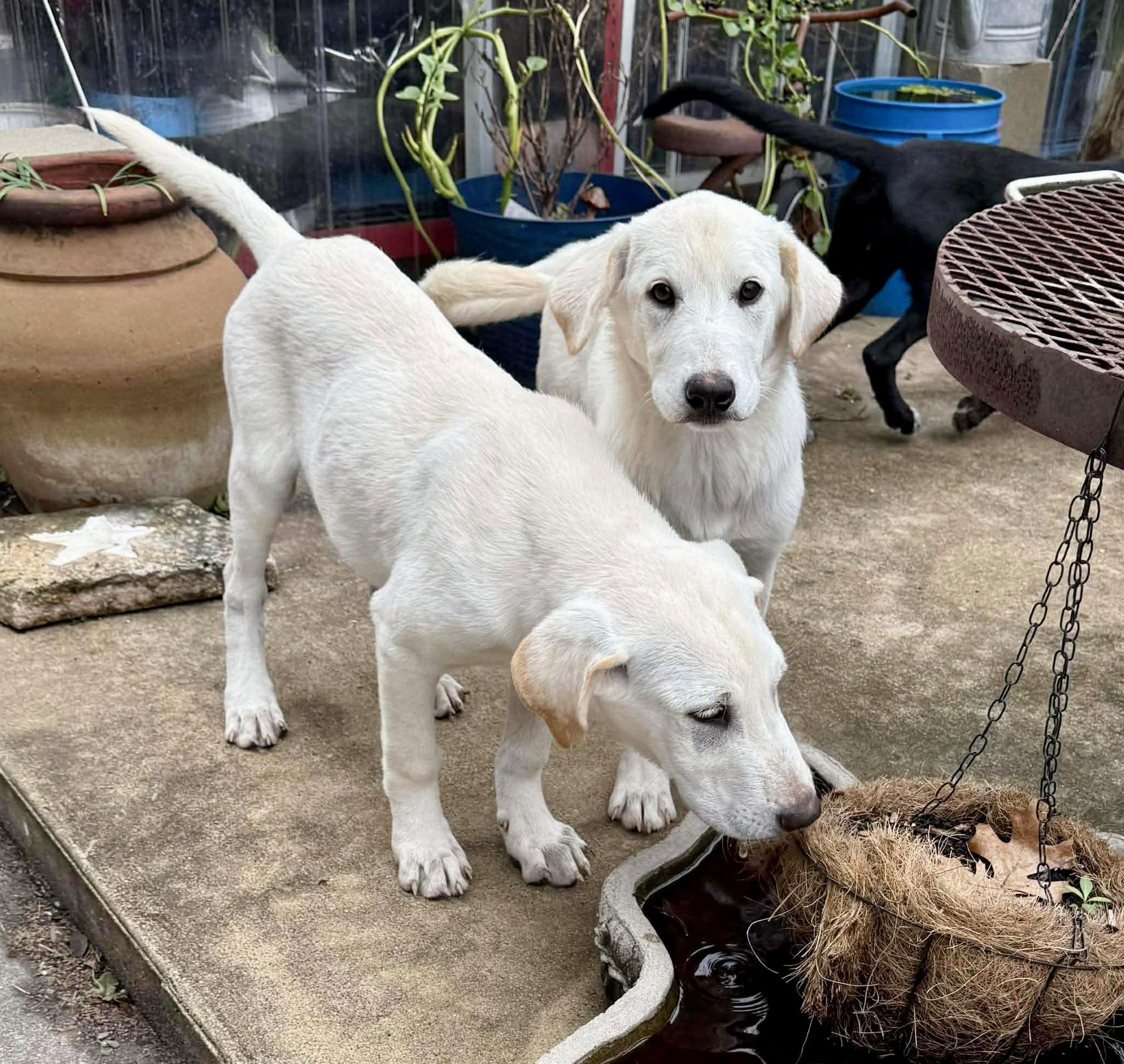 Wish, a Adoptable Labrador Retriever in Cincinnati , OH image 6/6