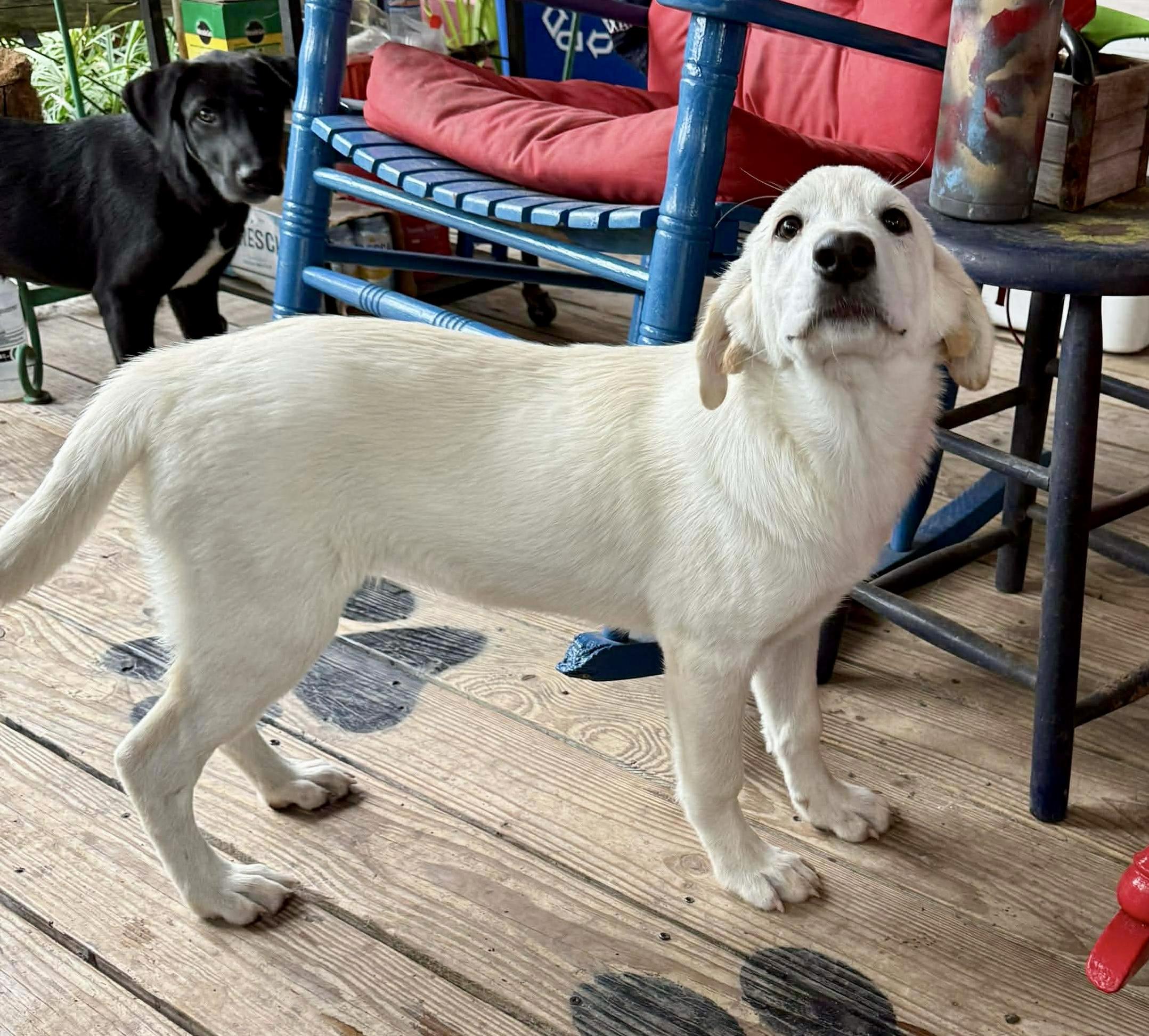 Wish, a Adoptable Labrador Retriever in Cincinnati , OH image 4/6