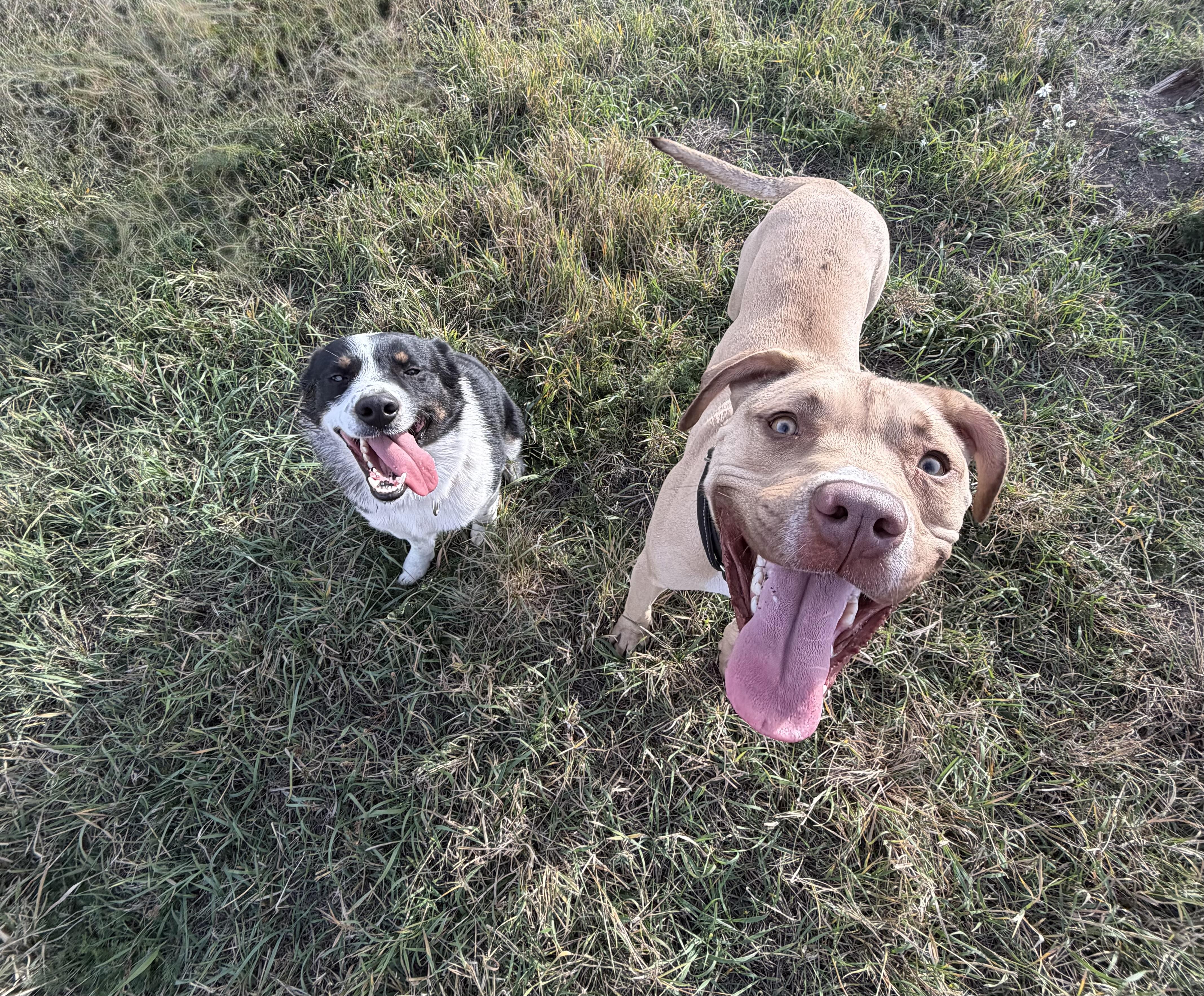 Enlarge Ruger and Otis, a Adoptable mixed breed in Plummer, ID image 1/5