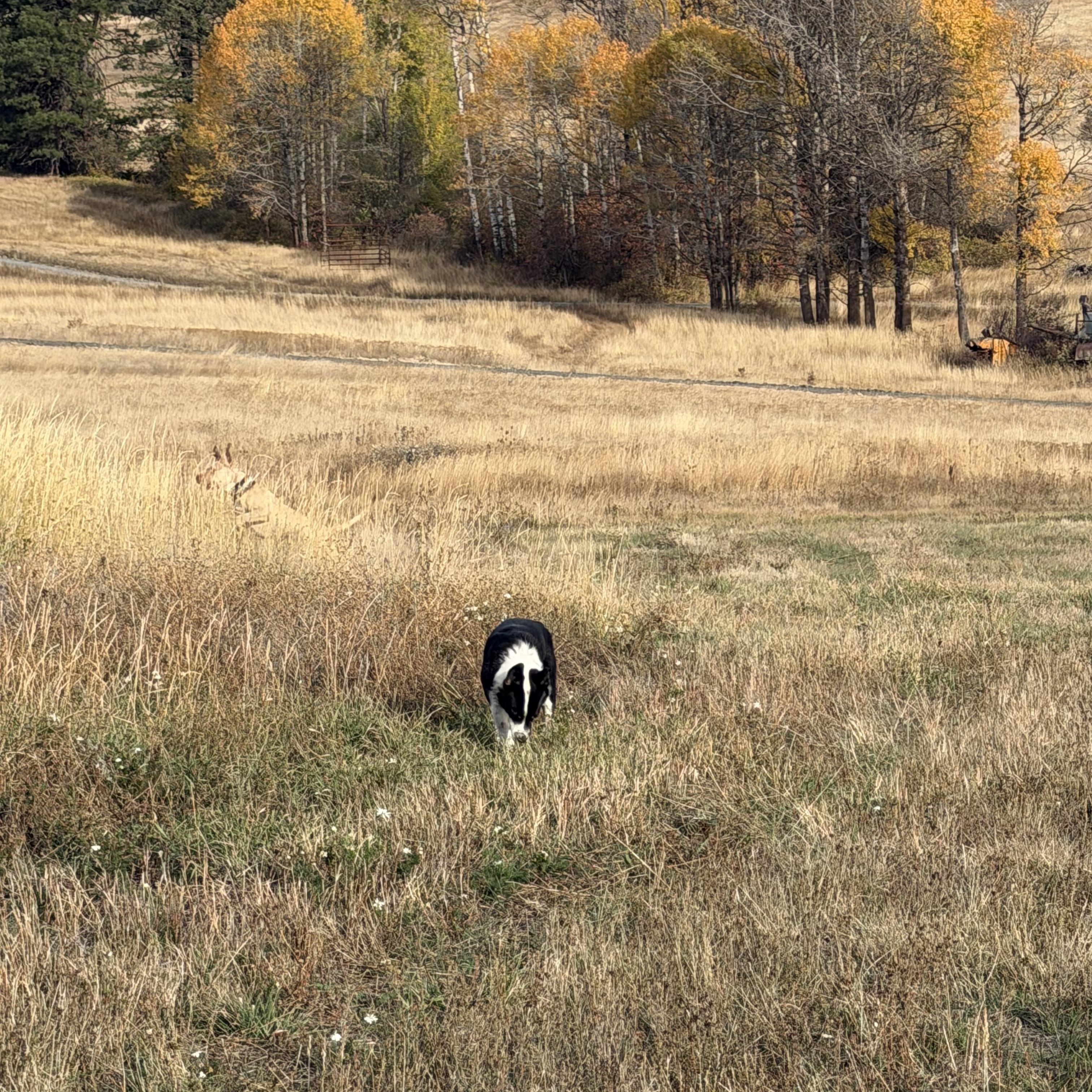 Enlarge Ruger and Otis, a Adoptable mixed breed in Plummer, ID image 5/5