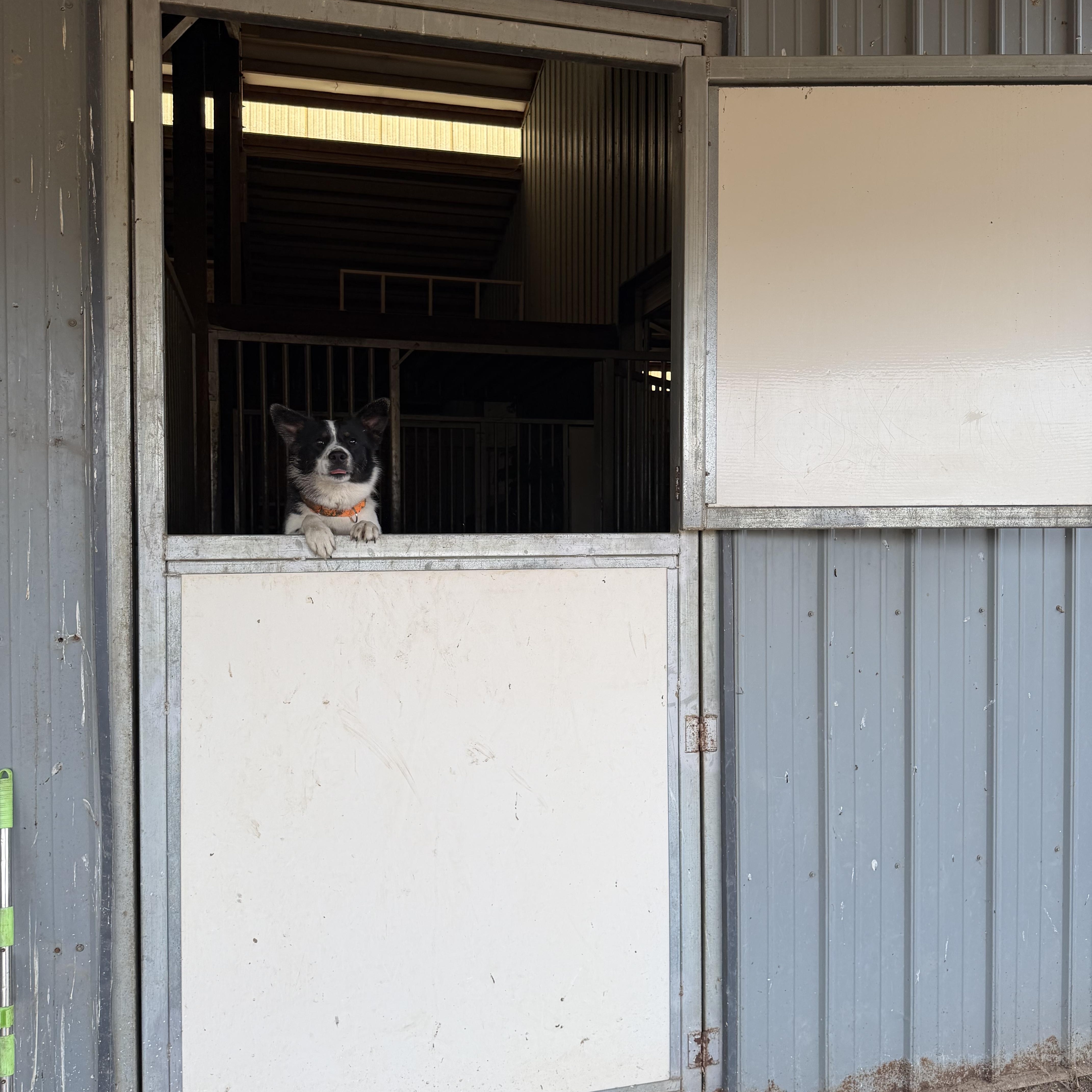 Enlarge Ruger and Otis, a Adoptable mixed breed in Plummer, ID image 4/5