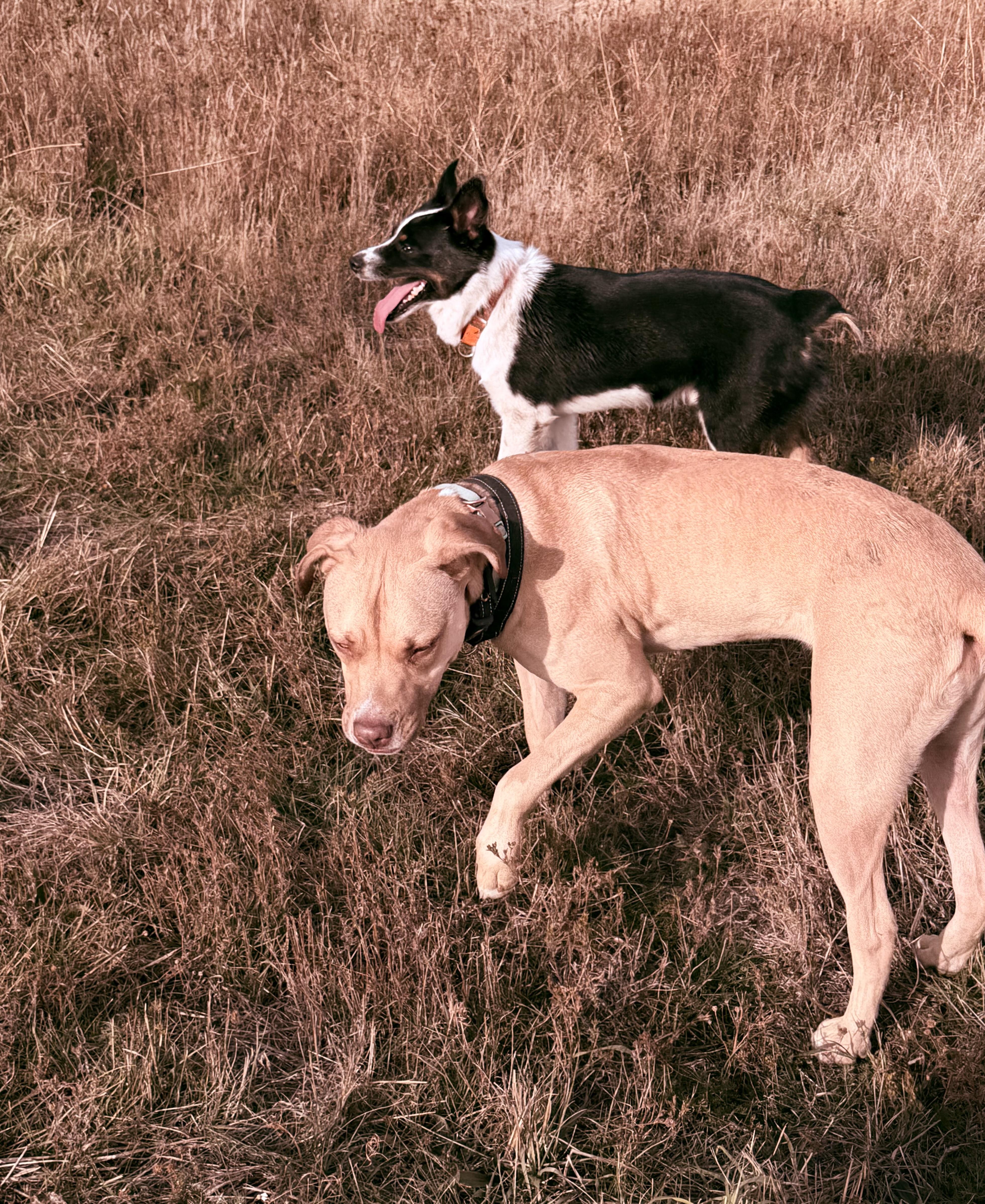 Enlarge Ruger and Otis, a Adoptable mixed breed in Plummer, ID image 3/5