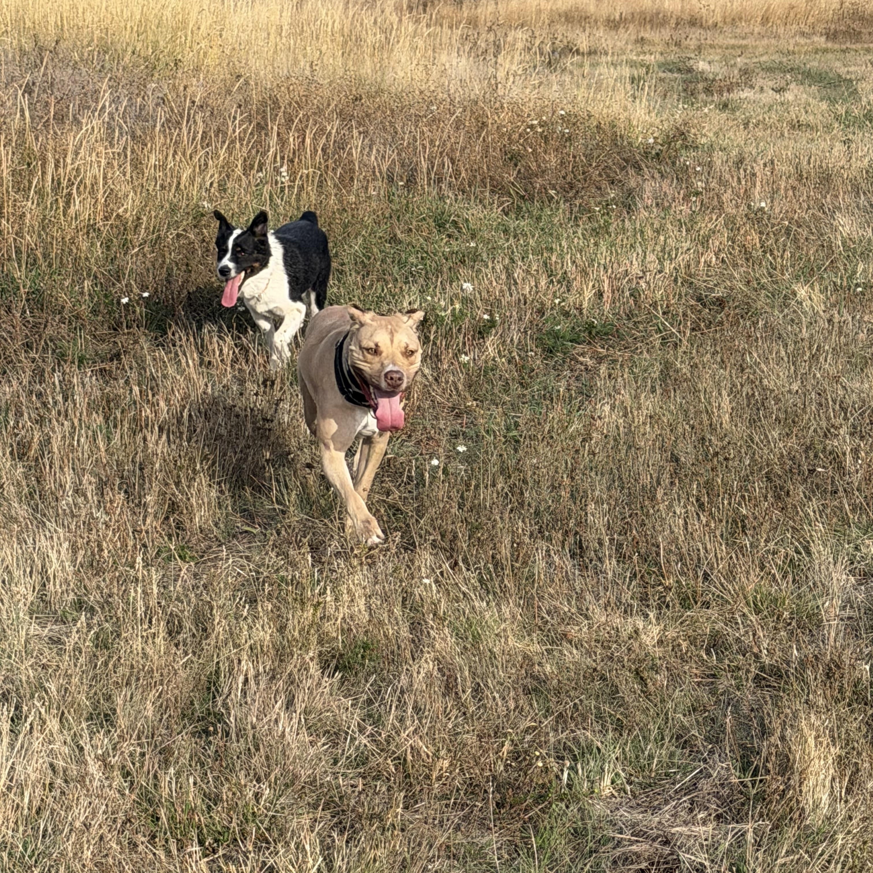Enlarge Ruger and Otis, a Adoptable mixed breed in Plummer, ID image 2/5
