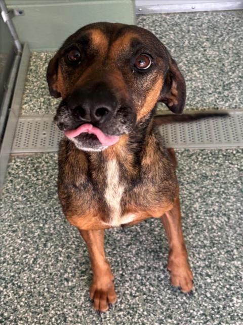PINKY (SKYE), Adoptable, Adult Female Treeing Walker Coonhound & Mixed Breed.