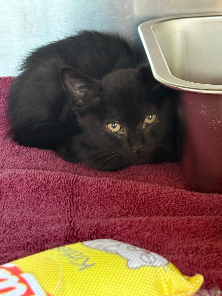 Katie, Adoptable, Kitten Female Domestic Short Hair.