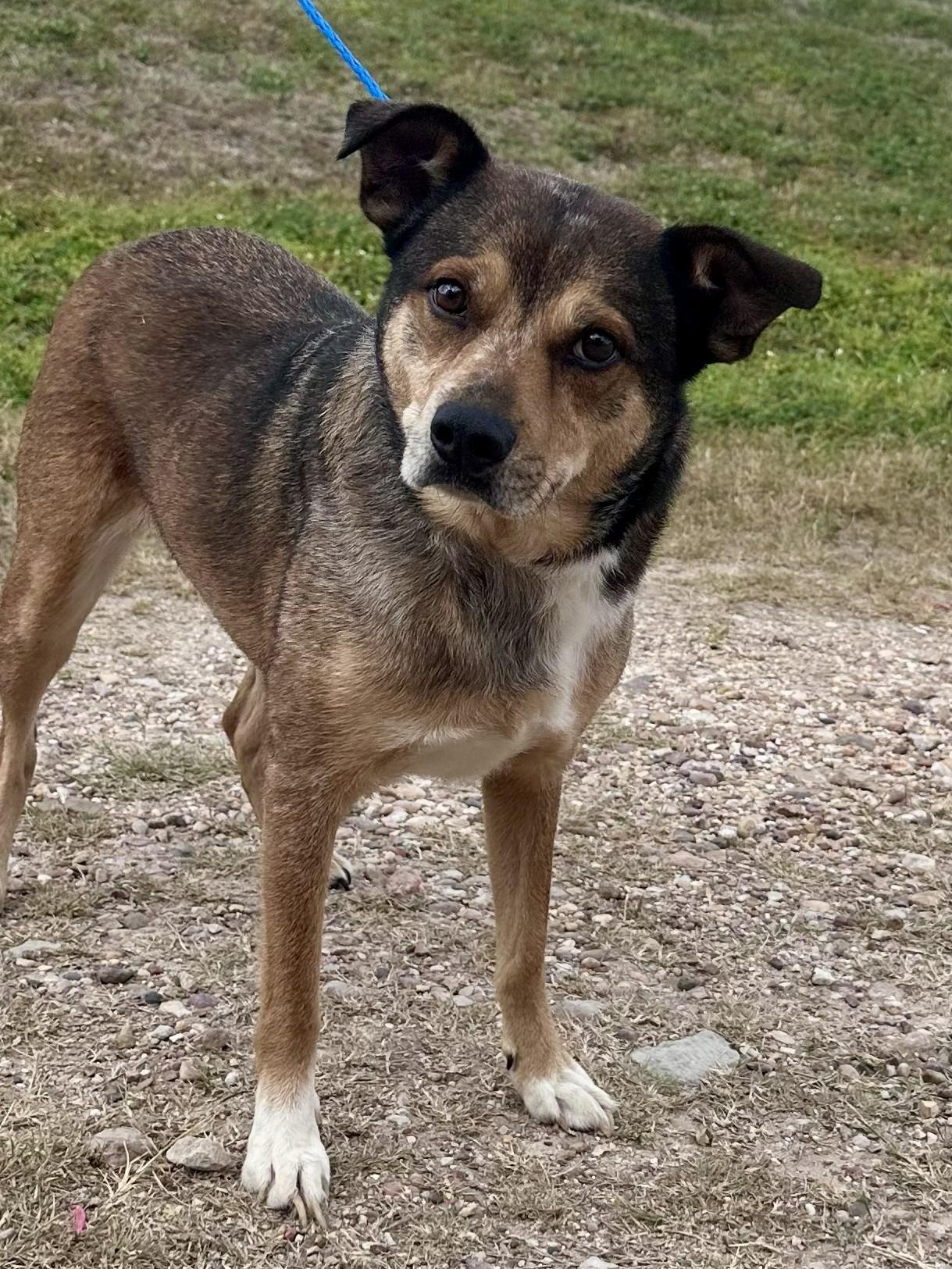 Jigger, adopted, Adult Male Australian Cattle Dog / Blue Heeler.