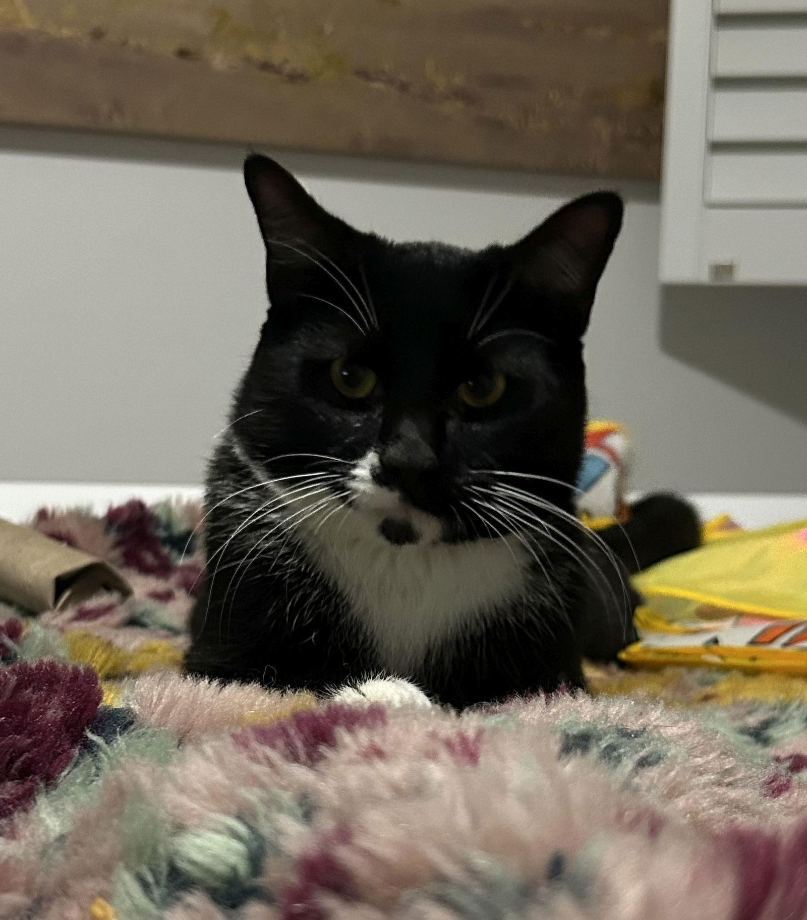 Enlarge Louie, a Adoptable Domestic Short Hair in Livonia, MI image 1/3