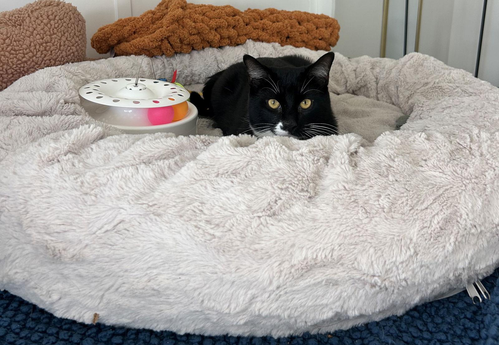 Enlarge Louie, a Adoptable Domestic Short Hair in Livonia, MI image 3/3