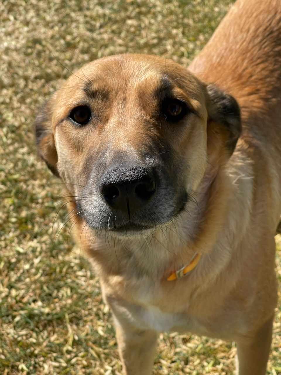 Nala thumbnail 1