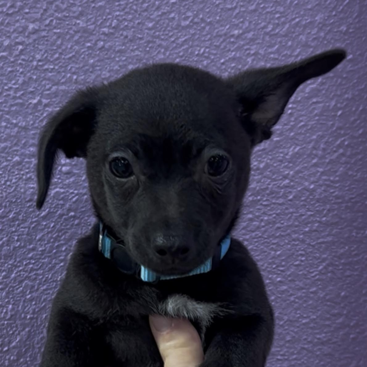 Oak, Adoptable, Puppy Male Chihuahua.