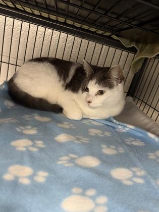 Storm, Adoptable, Adult Female Domestic Short Hair & Domestic Short Hair.