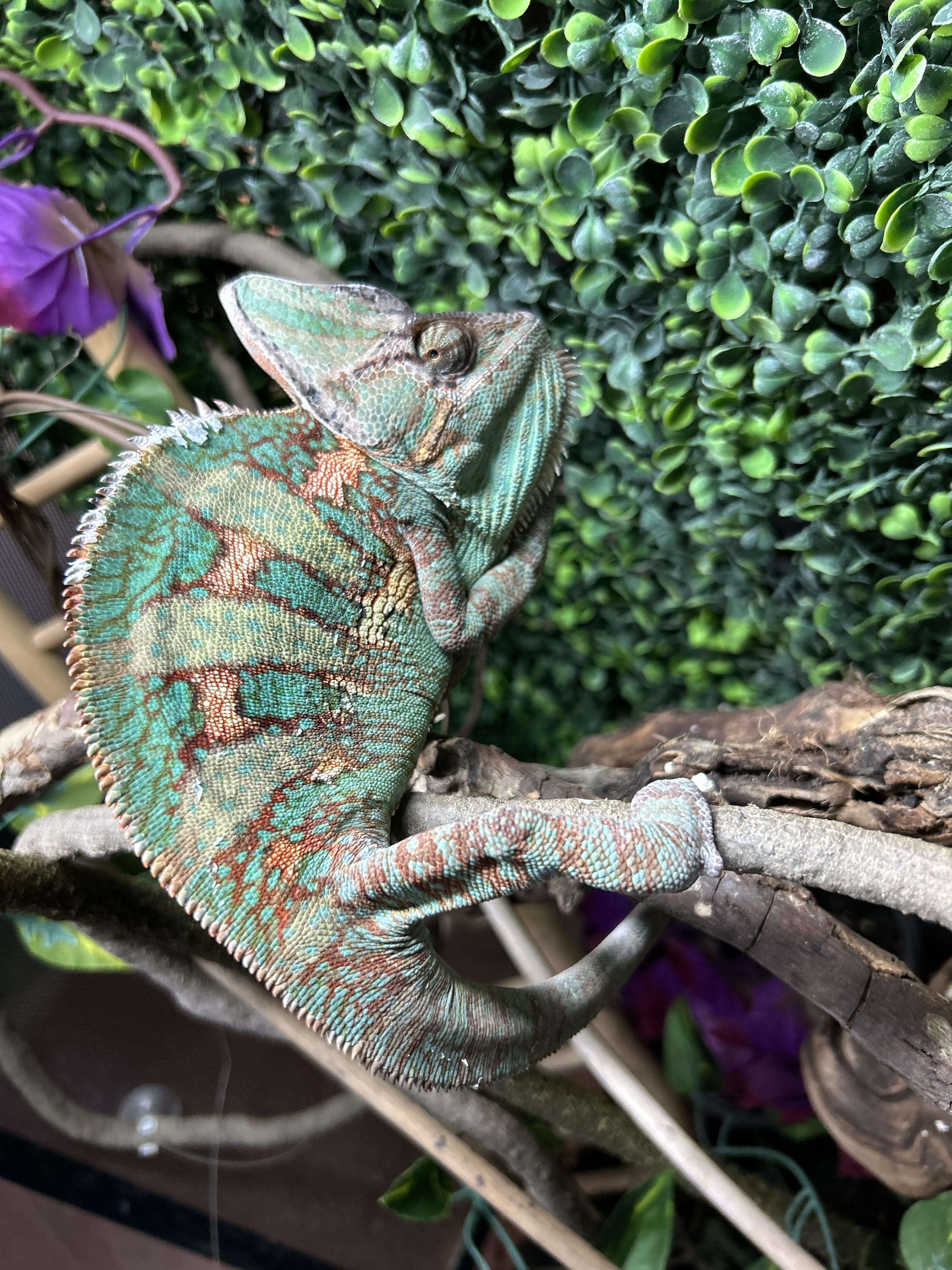 Enlarge Hank the Chameleon , an adopted Chameleon in Concord, CA image 1/1