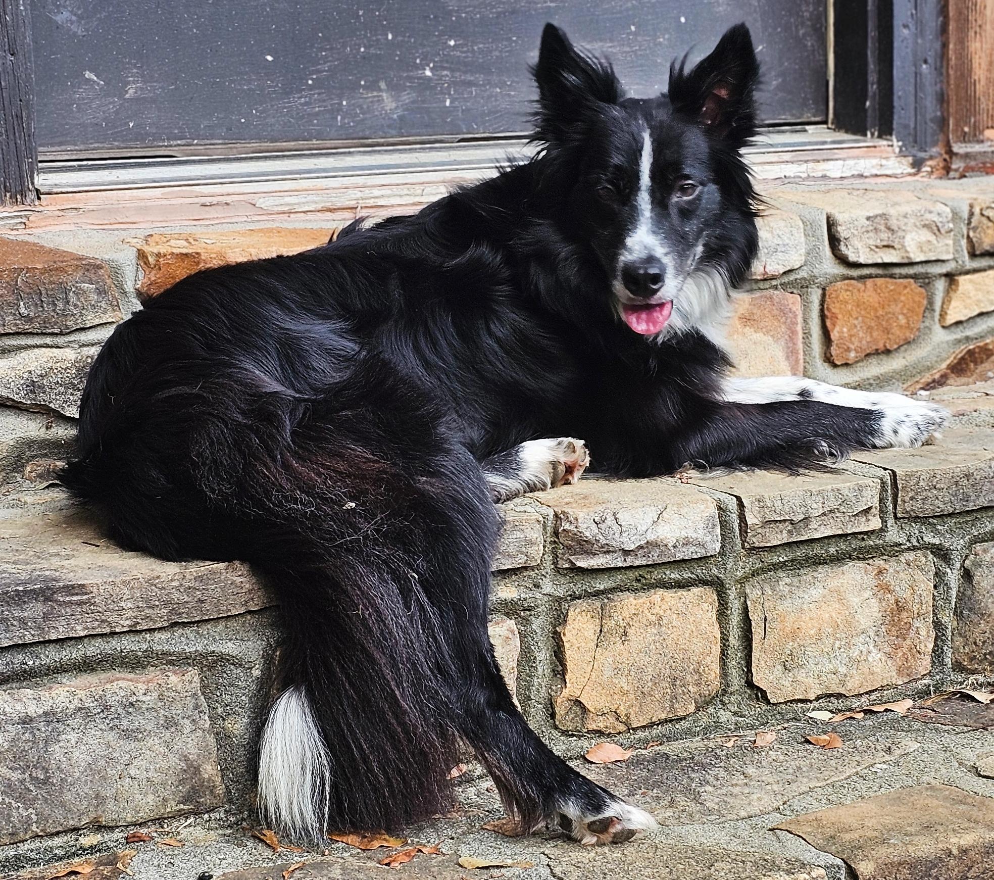 Oakley, ADOPTABLE, Young Female Border Collie.