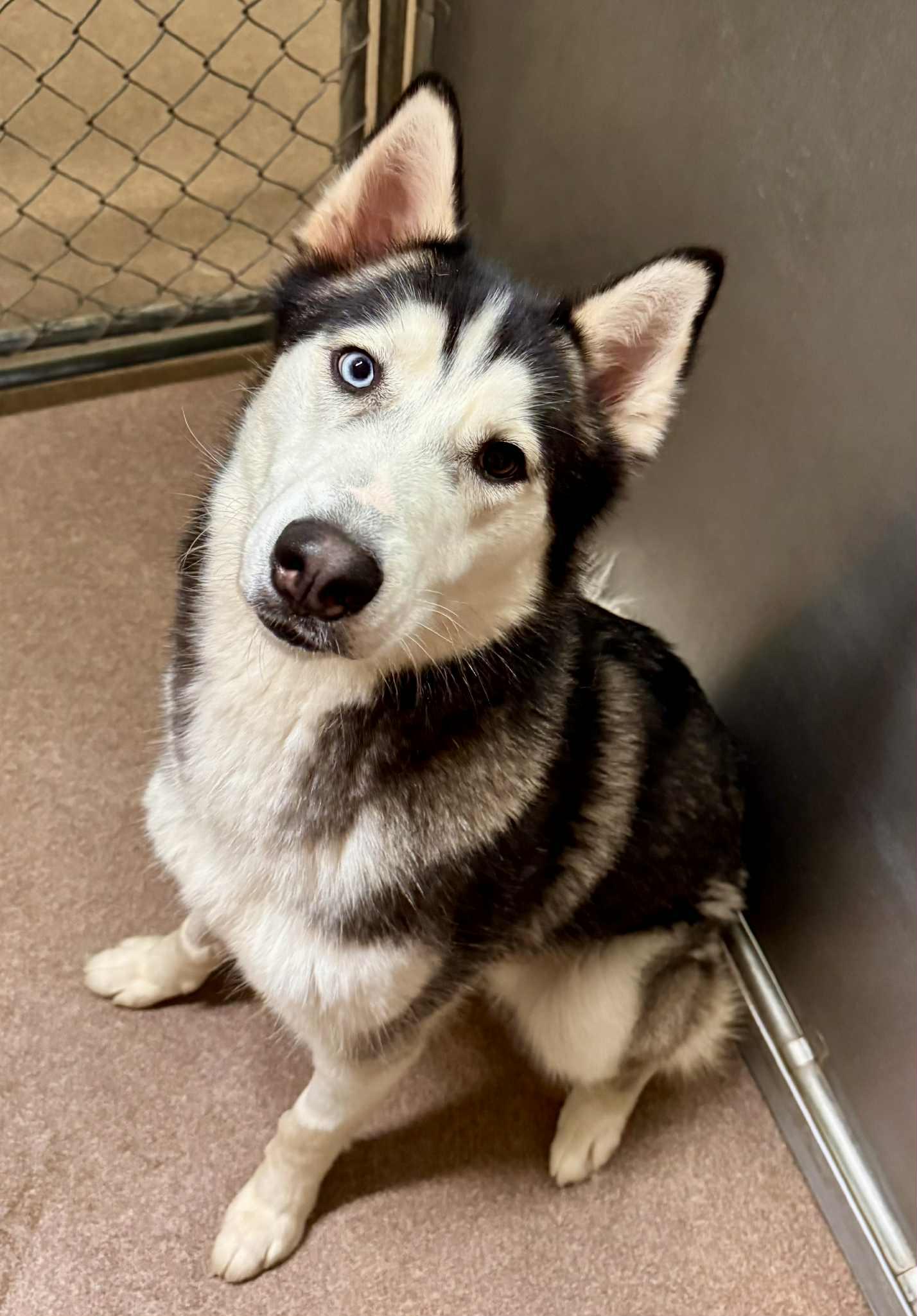 Enlarge Winkle, a Adoptable Siberian Husky in Carrollton, TX image 1/3