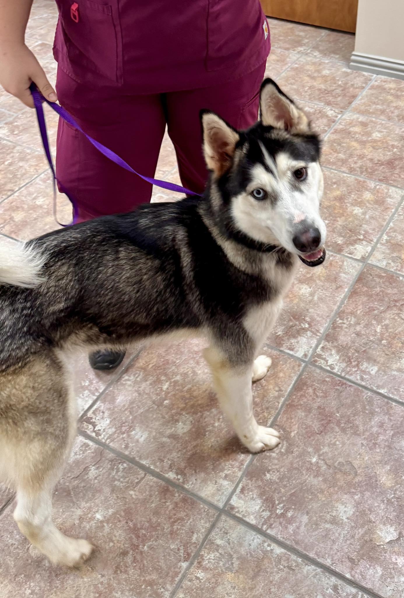 Enlarge Winkle, a Adoptable Siberian Husky in Carrollton, TX image 3/3