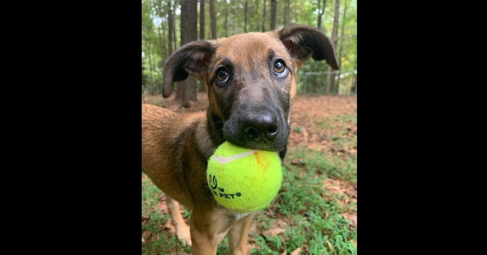 Enlarge CARLEY (GA), a Adoptable mixed breed in Thompson, PA image 2/5