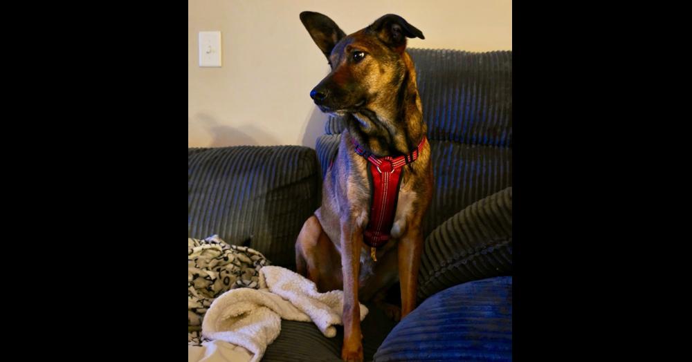 Enlarge CARLEY (GA), a Adoptable mixed breed in Thompson, PA image 3/5