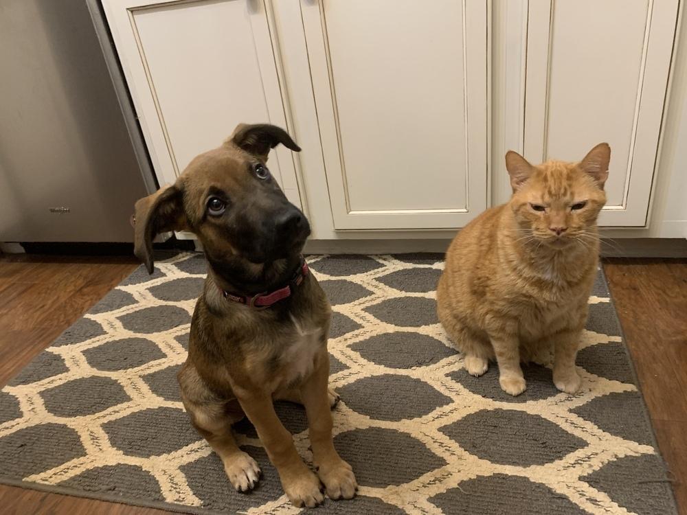 Enlarge CARLEY (GA), a Adoptable mixed breed in Thompson, PA image 4/5