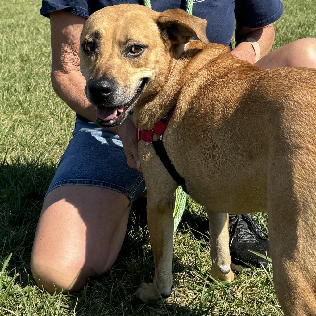 Abby, Adoptable, Senior Female Yellow Labrador Retriever & Mixed Breed.
