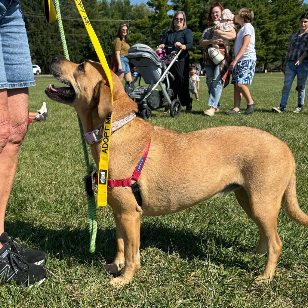Abby, a Adoptable mixed breed in Farmersville, OH image 2/6