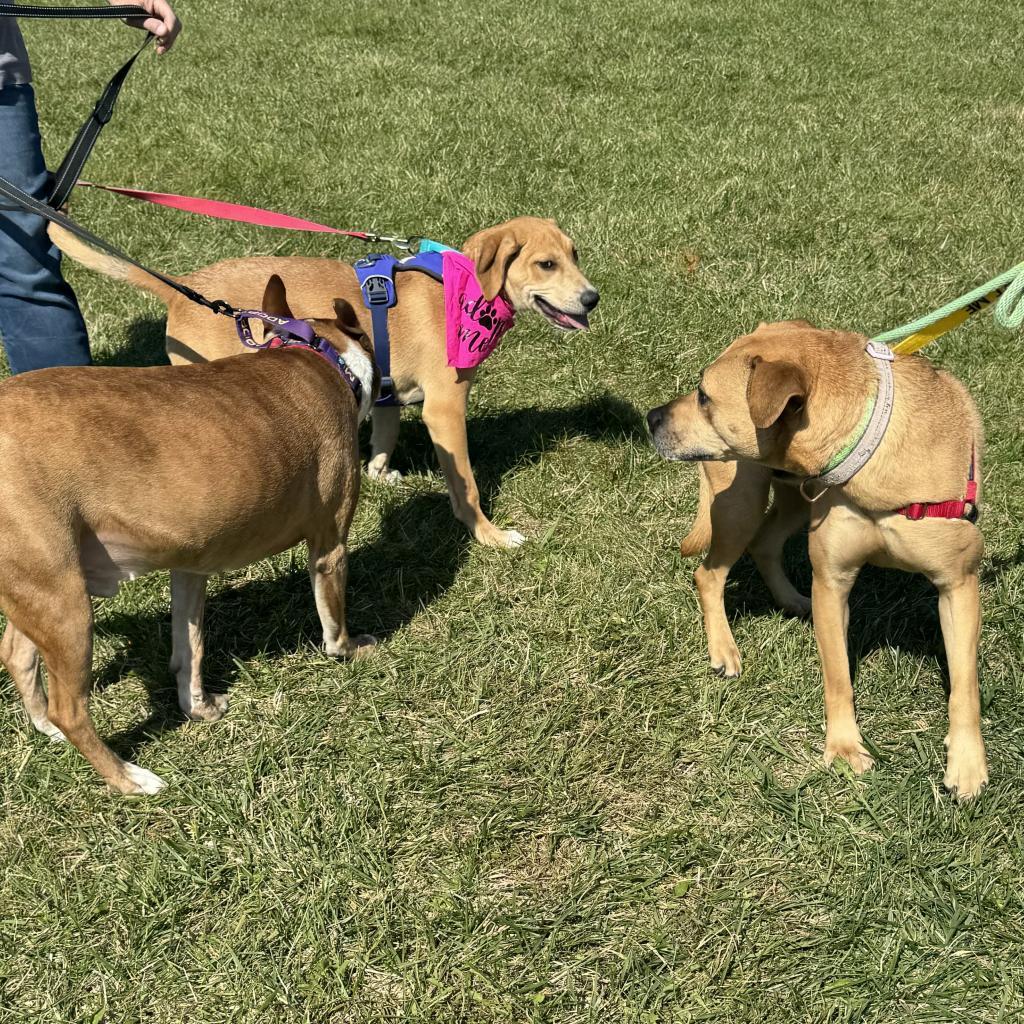Abby, a Adoptable mixed breed in Farmersville, OH image 4/6