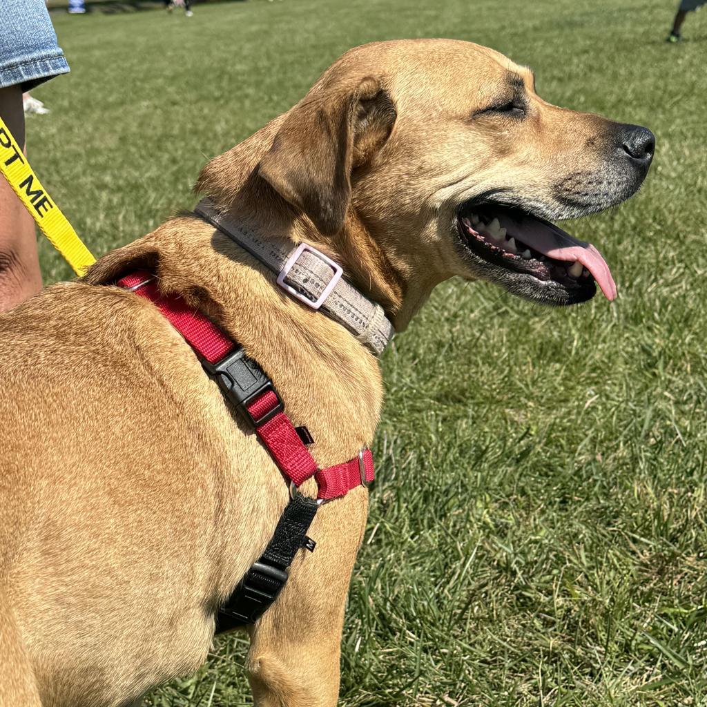 Abby, a Adoptable mixed breed in Farmersville, OH image 5/6