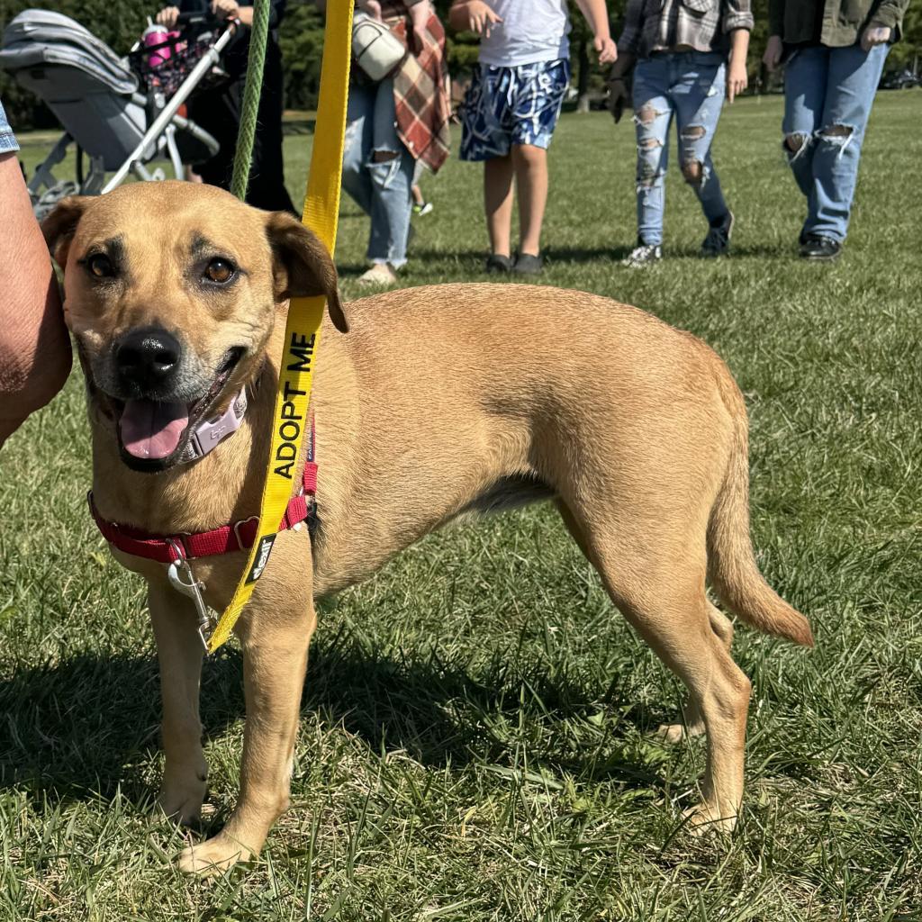 Abby, a Adoptable mixed breed in Farmersville, OH image 6/6
