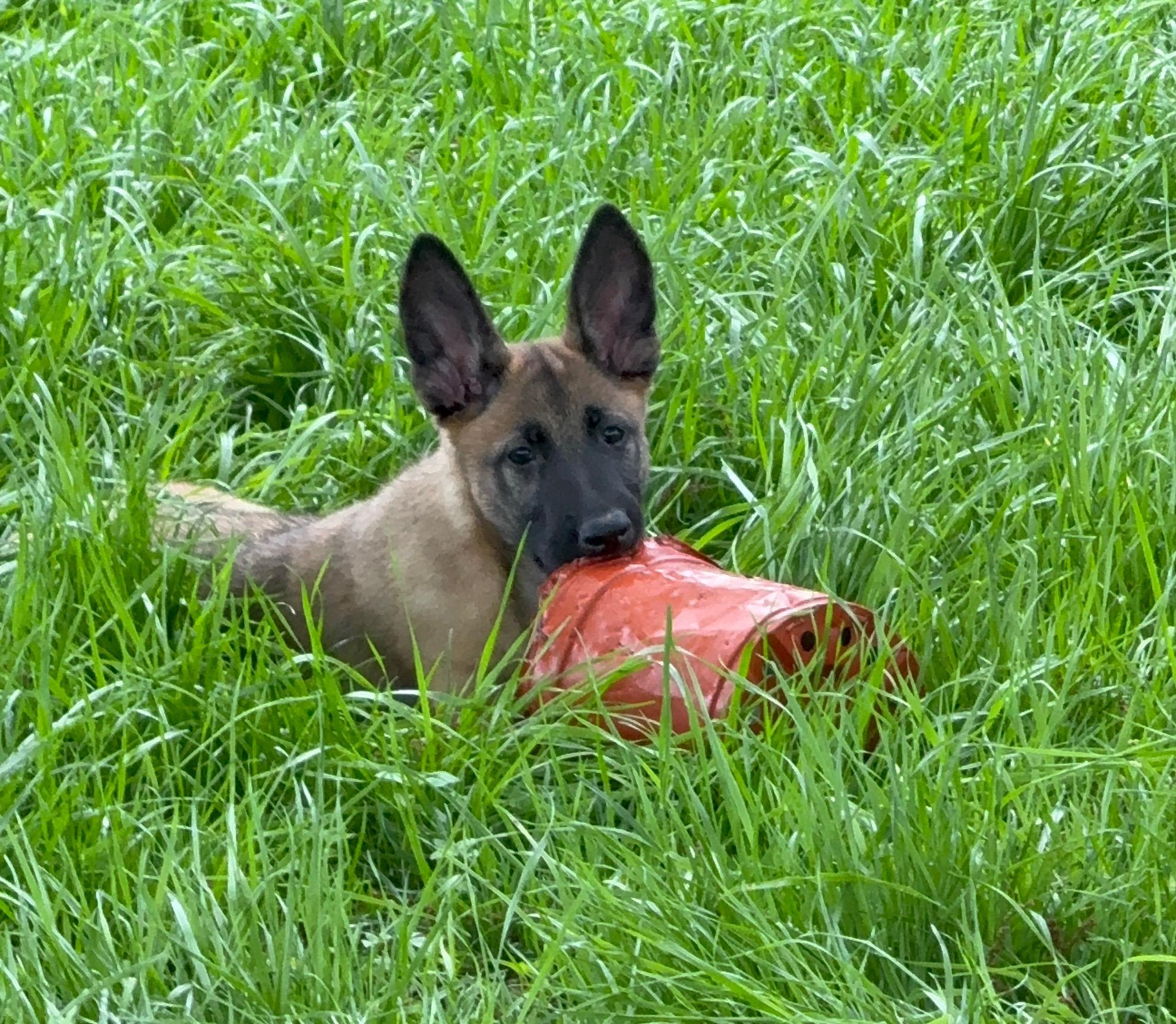 Enlarge Willa, a Adopted Belgian Shepherd / Malinois in Lockhart, TX image 1/6