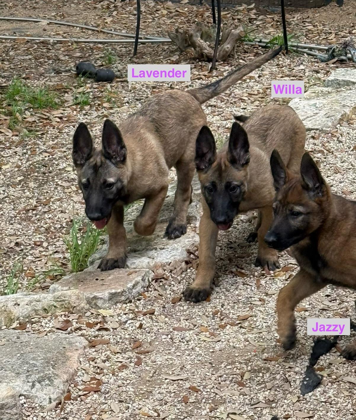 Enlarge Willa, a Adopted Belgian Shepherd / Malinois in Lockhart, TX image 2/6
