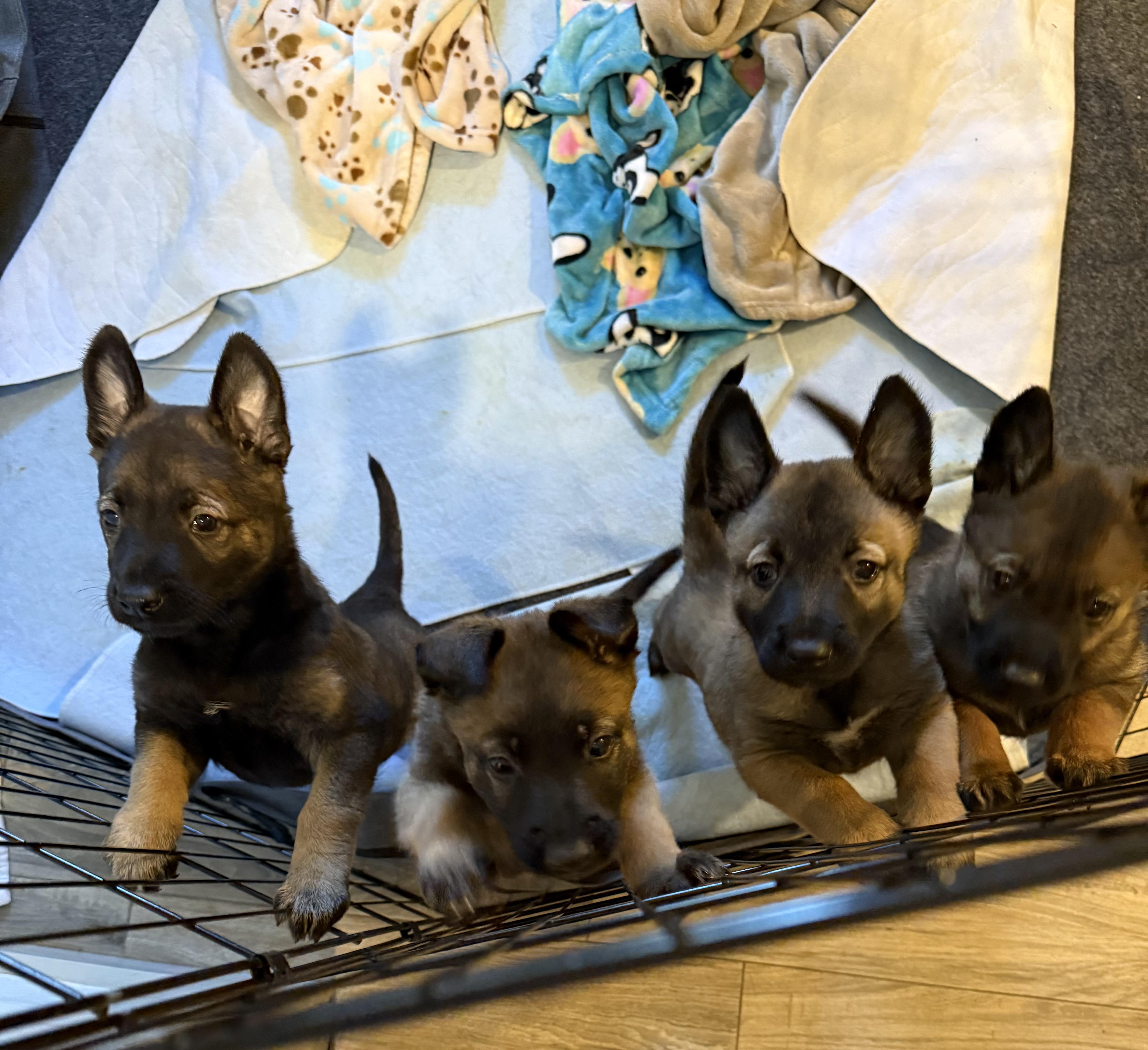 Enlarge Willa, a Adopted Belgian Shepherd / Malinois in Lockhart, TX image 3/6