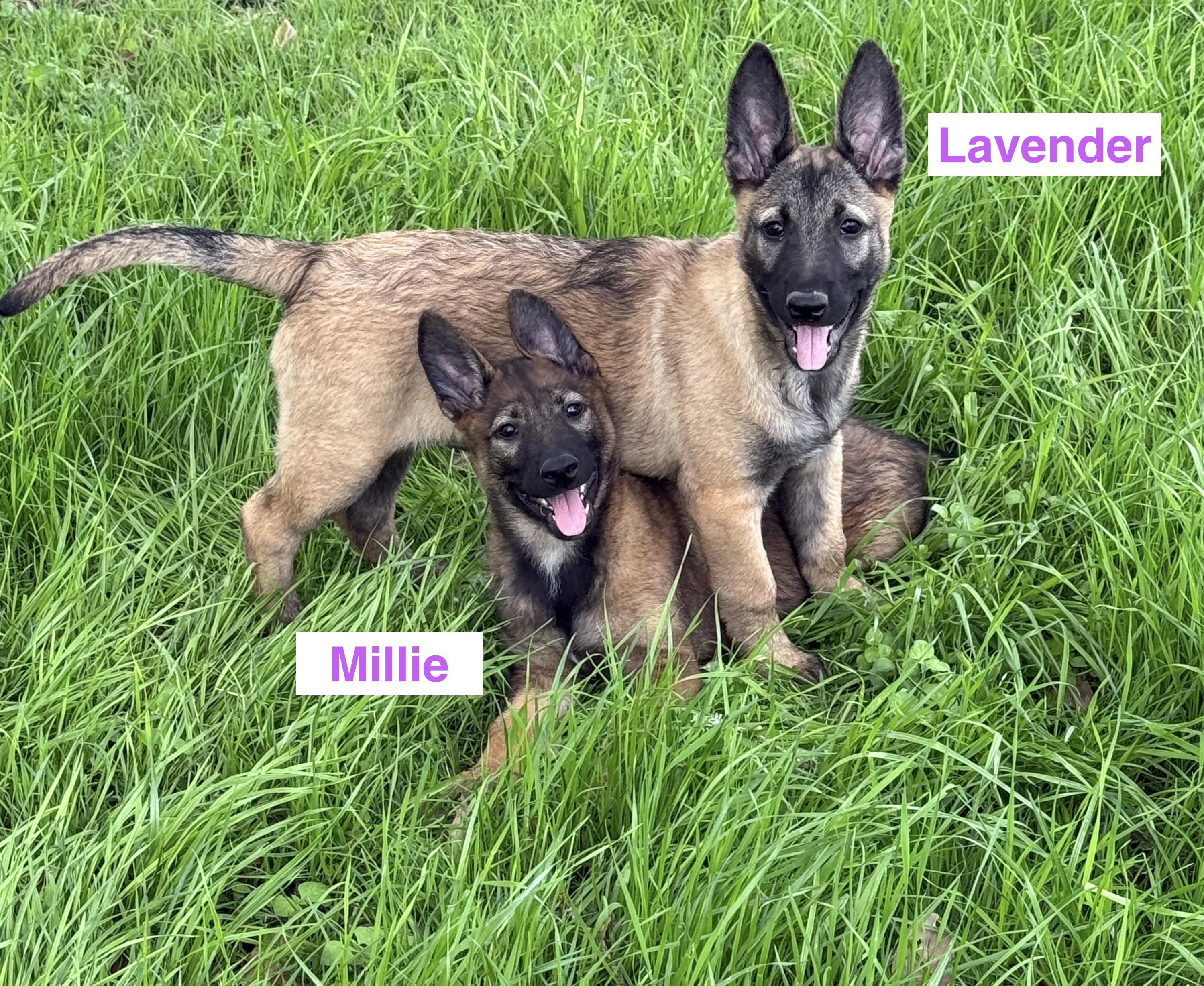 Enlarge Willa, a Adopted Belgian Shepherd / Malinois in Lockhart, TX image 4/6