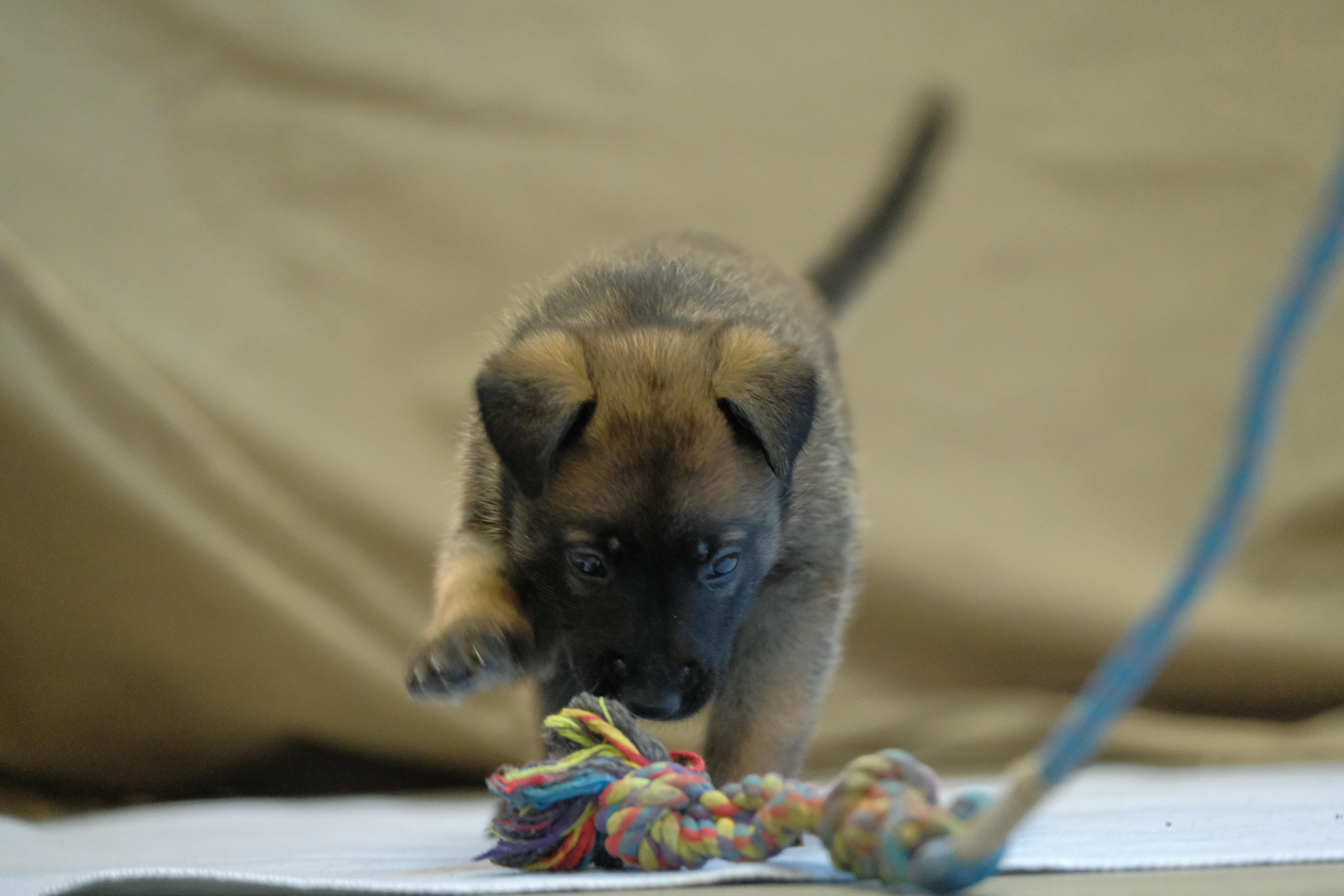 Enlarge Willa, a Adopted Belgian Shepherd / Malinois in Lockhart, TX image 5/6