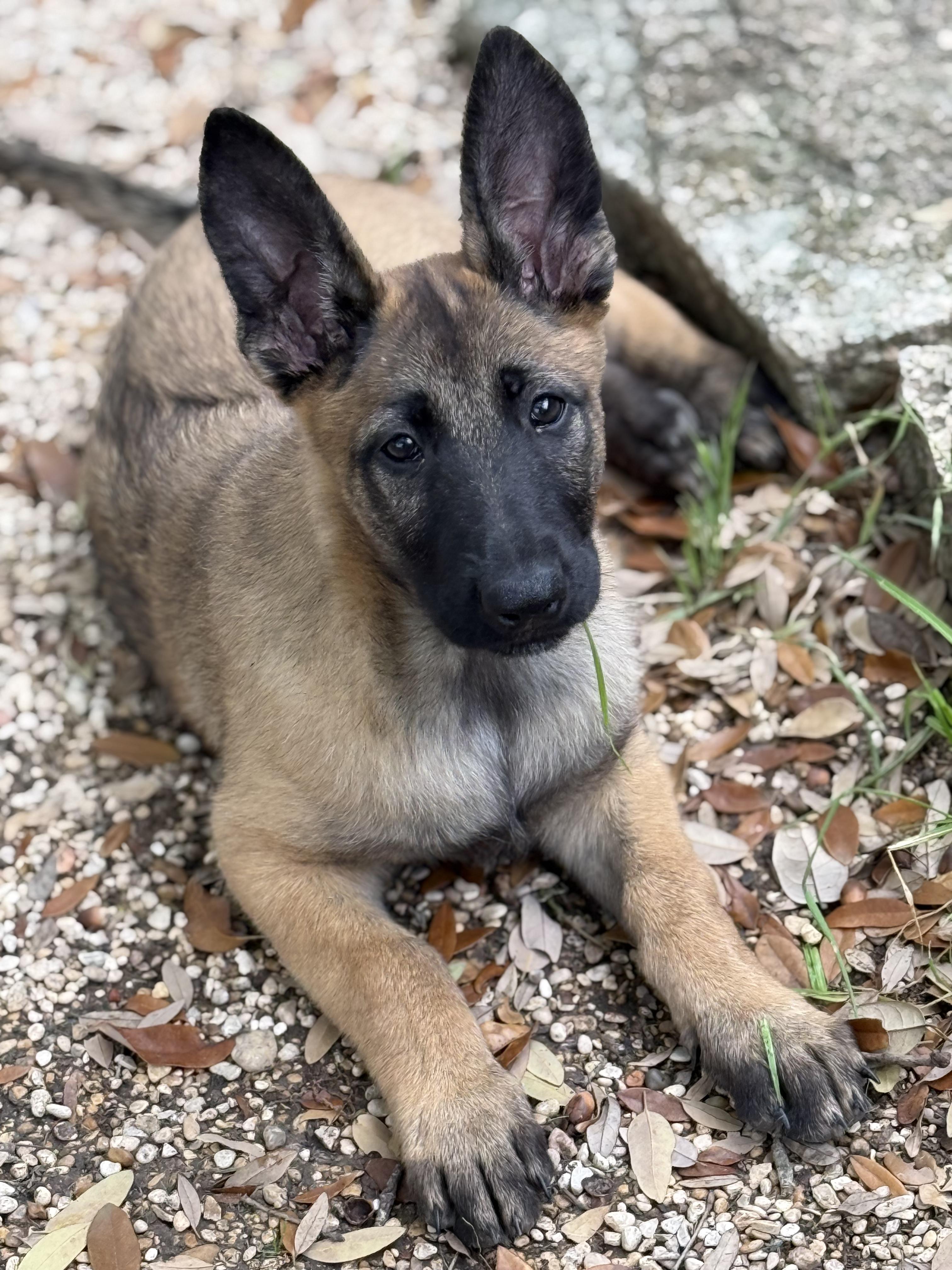 Enlarge Willa, a Adopted Belgian Shepherd / Malinois in Lockhart, TX image 6/6