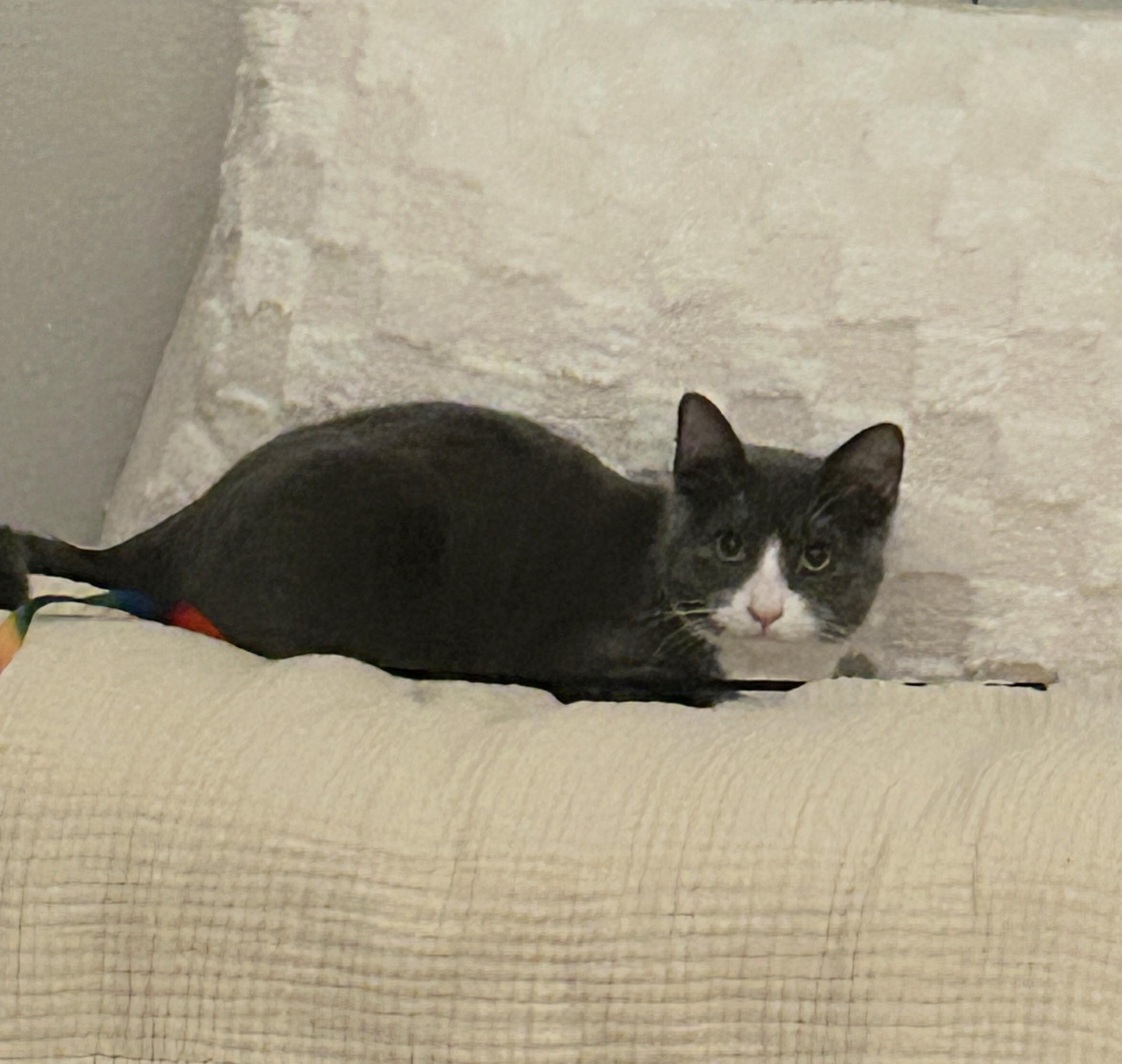 Enlarge Ziti Bii, a Adoptable Domestic Short Hair in Las Vegas, NV image 4/5