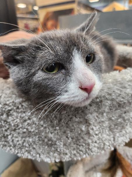 Ziti Bii, ADOPTABLE, Kitten Male Domestic Short Hair.