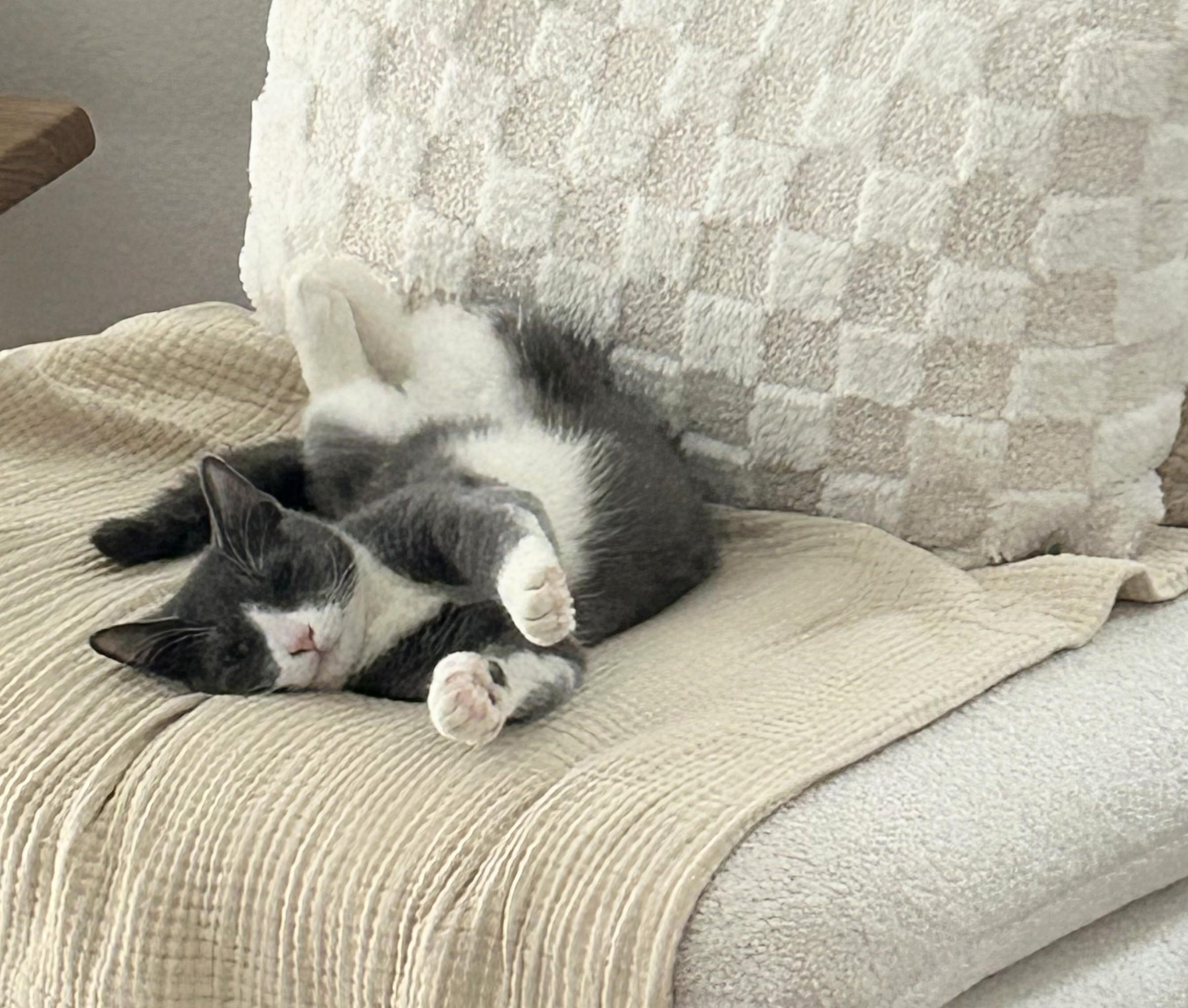 Ziti Bii, Adoptable, Kitten Male Domestic Short Hair.