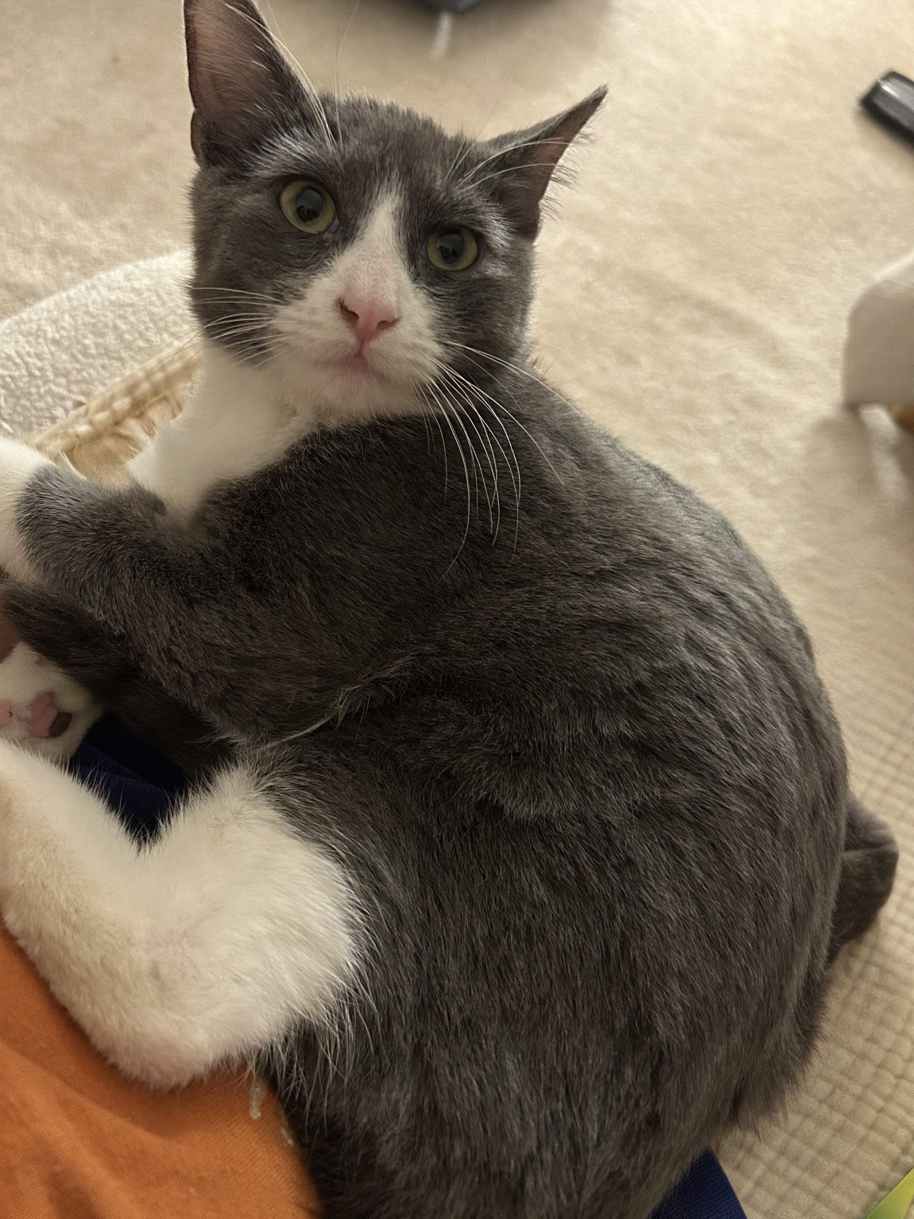 Enlarge Ziti Bii, a Adoptable Domestic Short Hair in Las Vegas, NV image 5/5