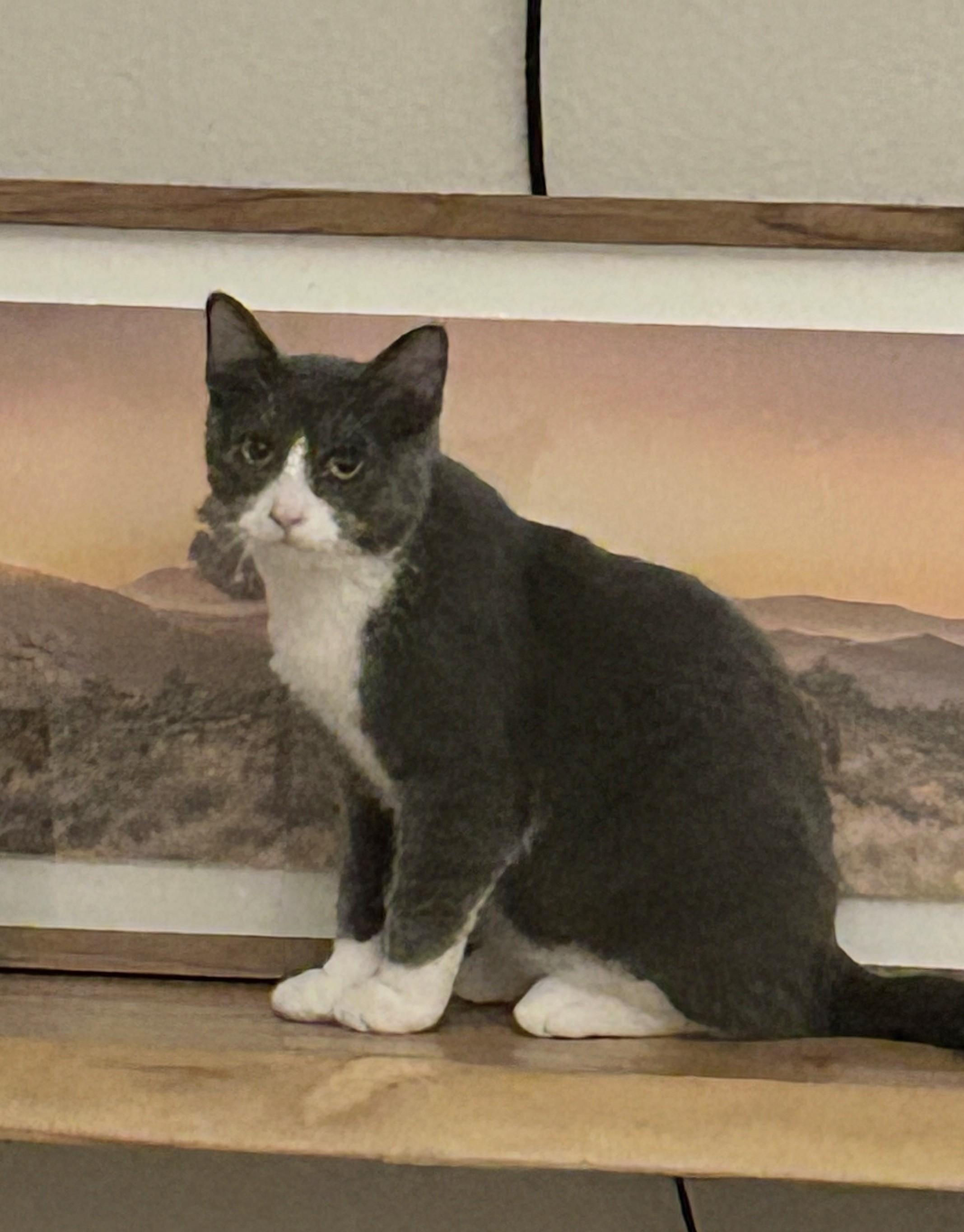 Enlarge Ziti Bii, a Adoptable Domestic Short Hair in Las Vegas, NV image 3/5