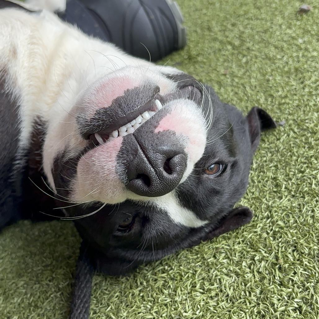 Temple — thumbnail 2