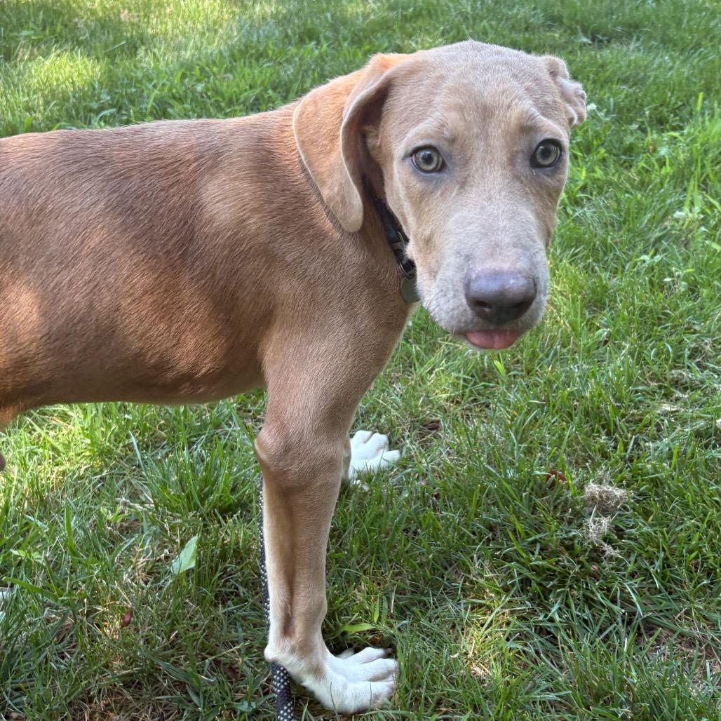 Milo, a Adoptable mixed breed in Calverton, NY image 1/5