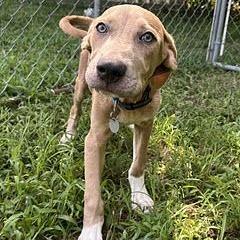 Milo, a Adoptable mixed breed in Calverton, NY image 2/5