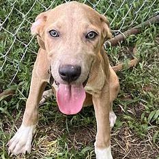Milo, a Adoptable mixed breed in Calverton, NY image 3/5