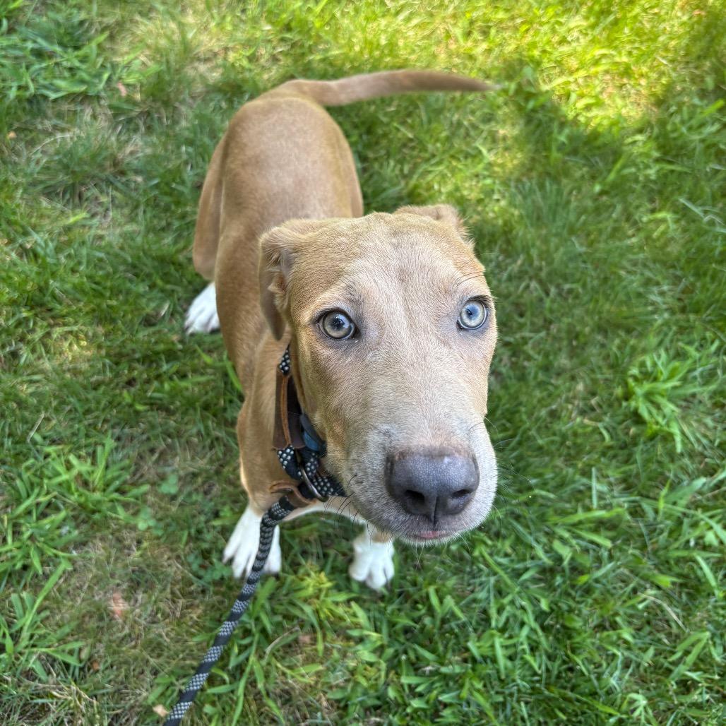 Milo, a Adoptable mixed breed in Calverton, NY image 4/5