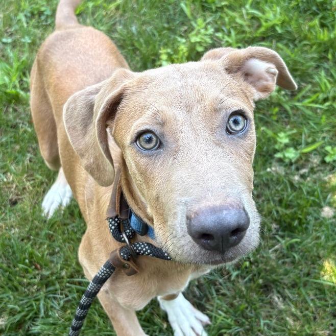Milo, a Adoptable mixed breed in Calverton, NY image 5/5