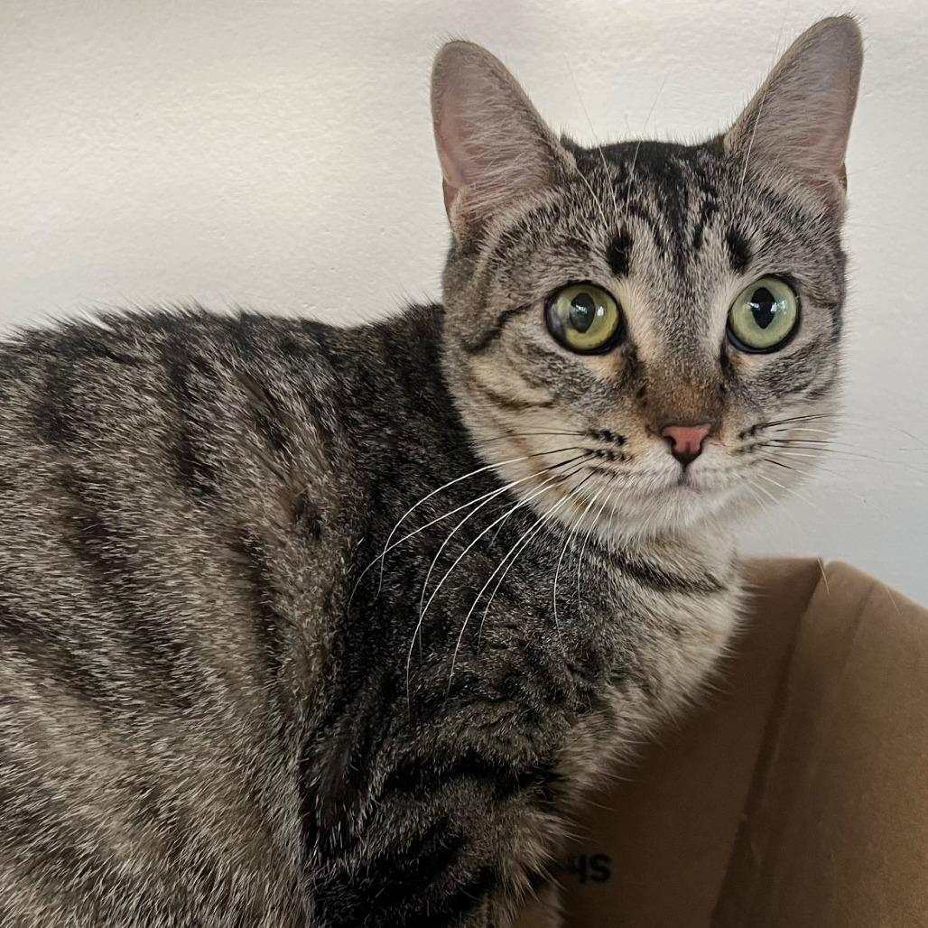 Lemon Pie, a Adoptable Domestic Short Hair in Hamburg, NY image 1/5