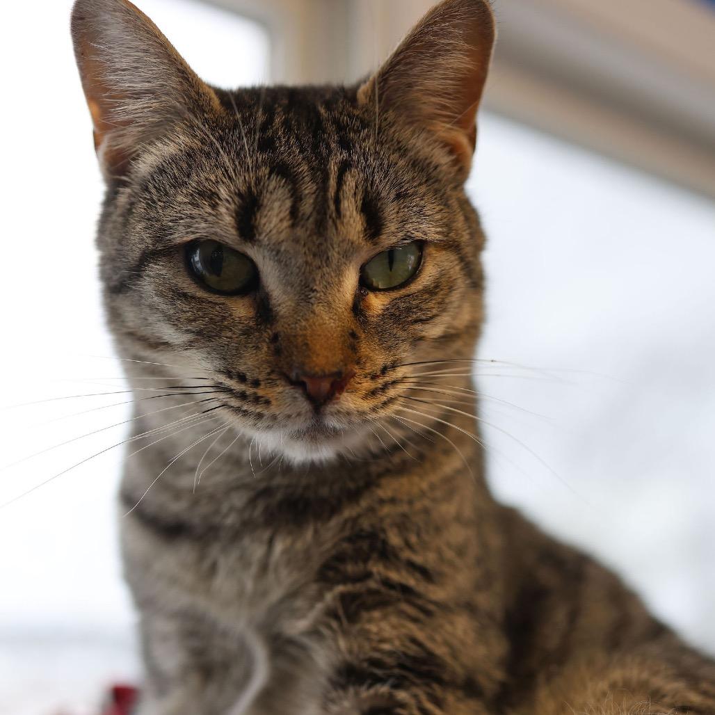 Lemon Pie, a Adoptable Domestic Short Hair in Hamburg, NY image 2/5