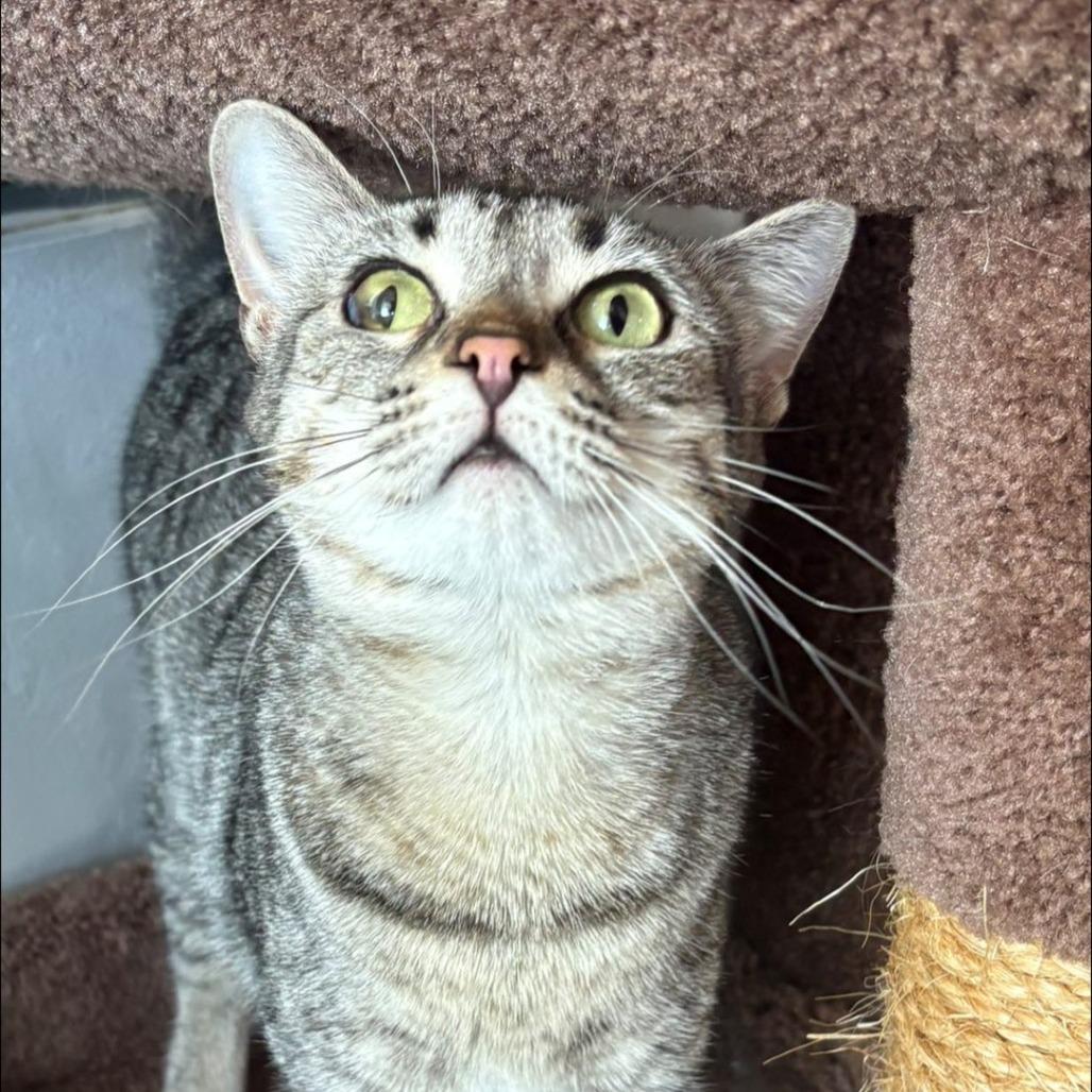 Lemon Pie, a Adoptable Domestic Short Hair in Hamburg, NY image 3/5