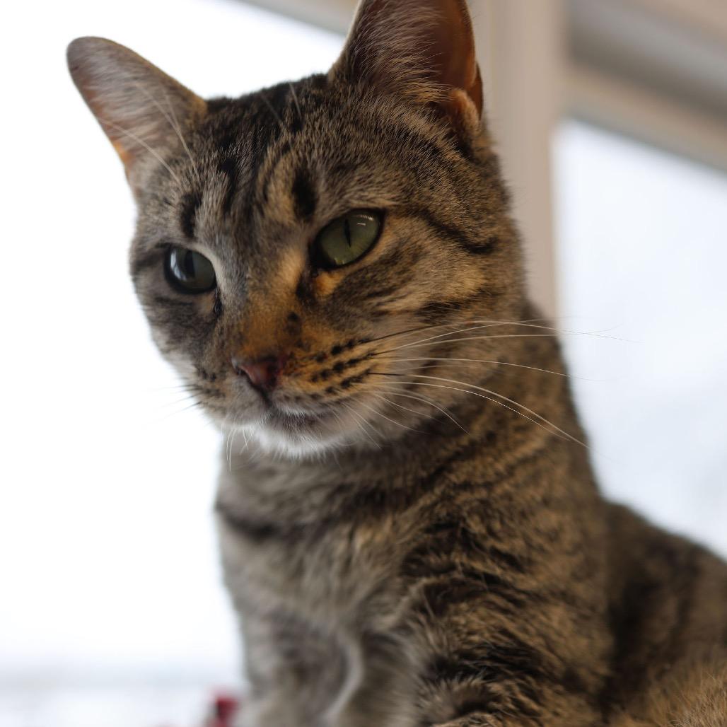 Lemon Pie, a Adoptable Domestic Short Hair in Hamburg, NY image 4/5