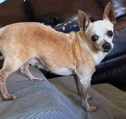 Enlarge Karen TX, a Adopted Chihuahua in Boonton, NJ image 3/3