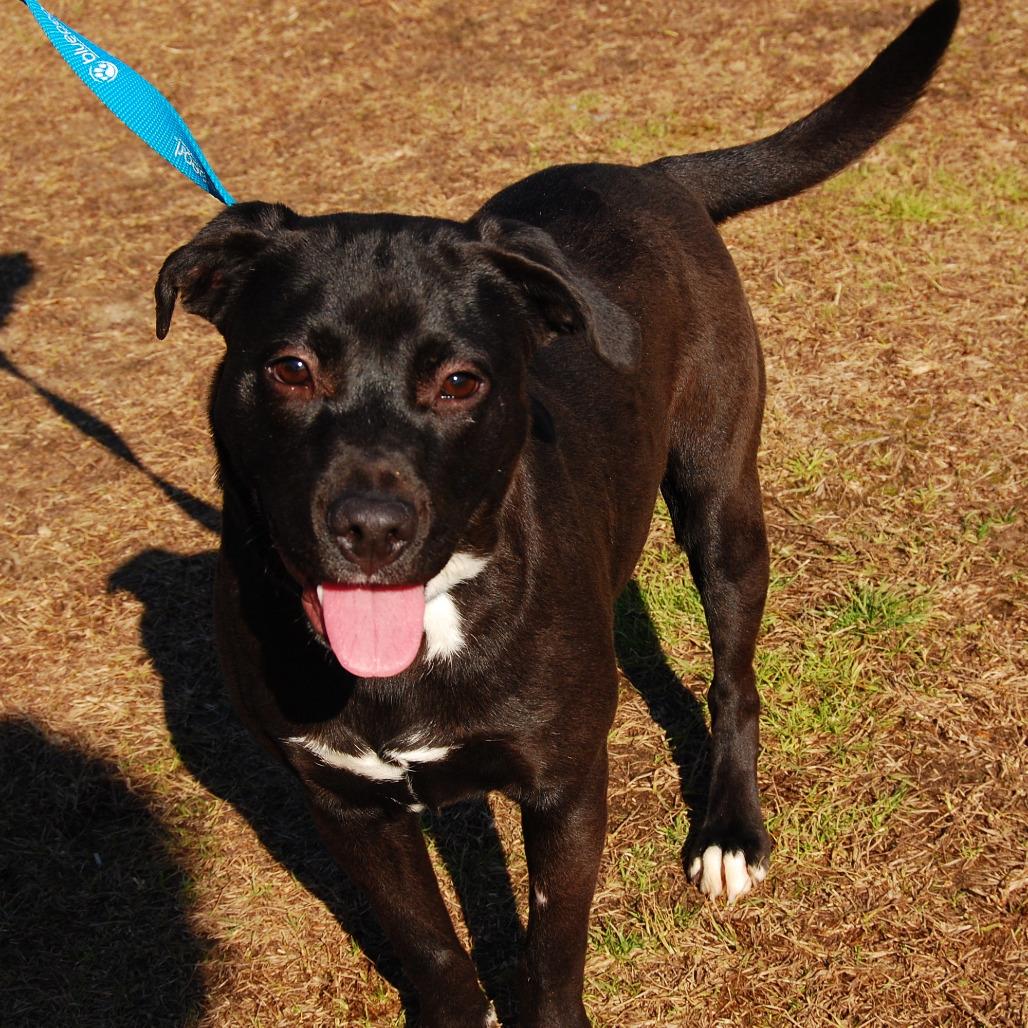 Enlarge Lloyd, an adopted Mixed Breed in Burlington, VT image 1/1